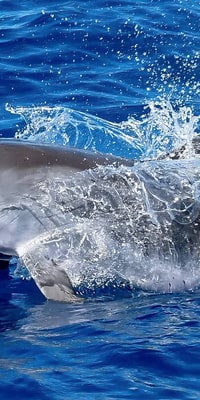 Dolphin Watching & Snorkeling Experience
